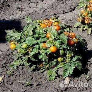 Томат золотая клуша описание сорта фото Клуша. Красные,розовые,желтые купить в Томске Товары для дома и дачи Авито