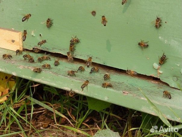 Пчёлосемьи и пчёлопакеты Карпатской породы купить на Зозу.ру - фотография № 1