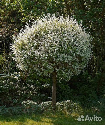 Ива, пузыреплодник, гортензия и спирея