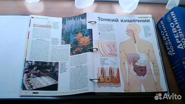 Энциклопедия Энциклопедия