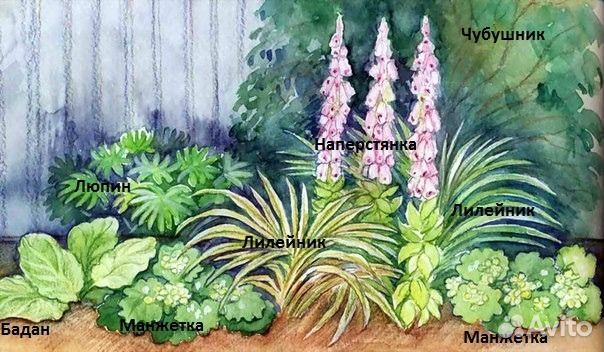 Что посадить на клумбе Что посадить на клумбе