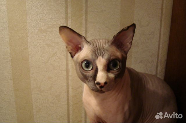 Вязка кота