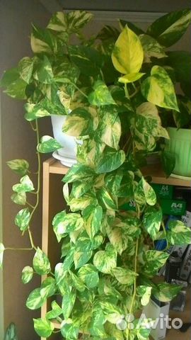 Сциндапсусы, Эпипремнумы,Традесканции,Зефирантесы