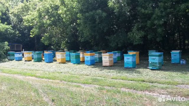 Пчелы (пасека) купить на Зозу.ру - фотография № 6