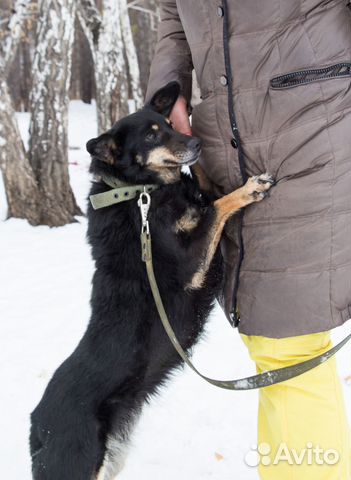 Очень добродушная собака ищет дом купить на Зозу.ру - фотография № 3