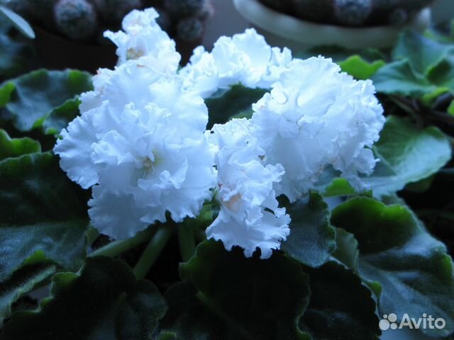 Фиалка Белая сортовая - Лист Фиалка Белая сортовая - Лист