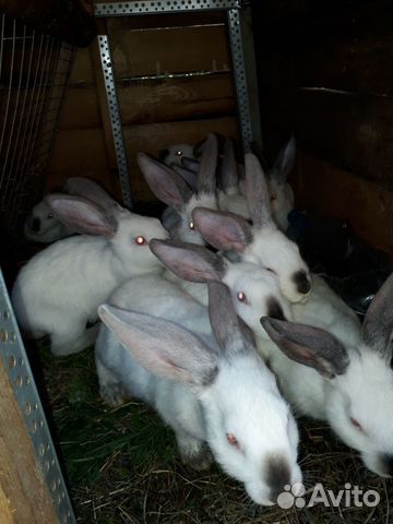 Кролики колифорнийцы купить на Зозу.ру - фотография № 1