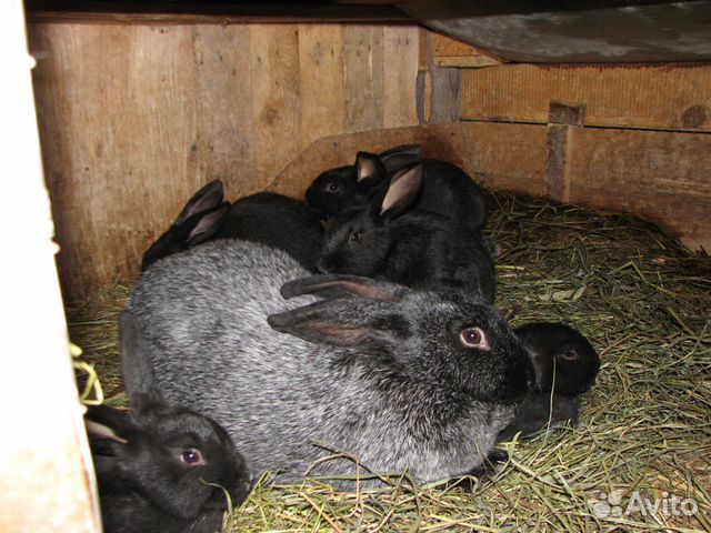 Кролик-акселерат серебристый (михайловской фермы) купить на Зозу.ру - фотография № 5