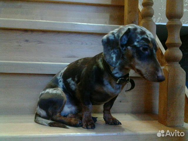 Кобель для вязки Кобель для вязки