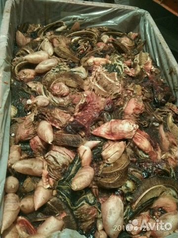 Остатки рыбы замороженные в упаковке. Отлично подх купить на Зозу.ру - фотография № 2
