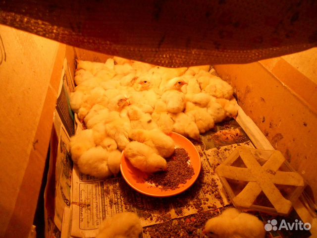 Продам цыплят купить на Зозу.ру - фотография № 6
