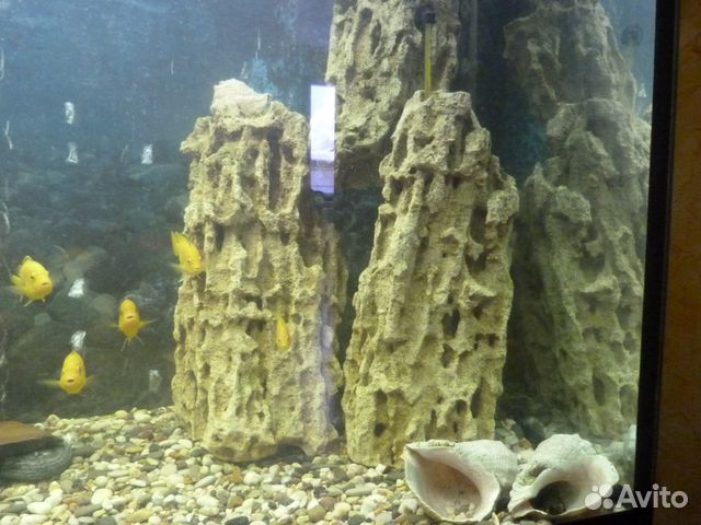 Продаю аквариум с рыбками купить на Зозу.ру - фотография № 6