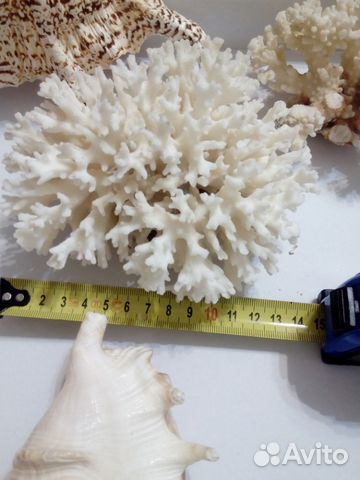 Ракушки, раковины морские натуральные, коралл купить на Зозу.ру - фотография № 5
