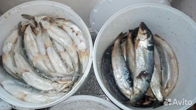 Скупка рыбы ломоносовский район