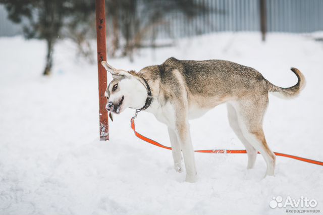 Спортивный пёс ищет свою семью купить на Зозу.ру - фотография № 10