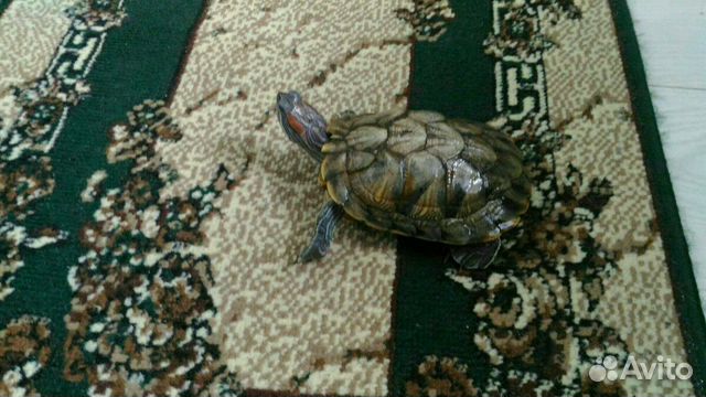 Пресноводная красноухая черепаха купить на Зозу.ру - фотография № 1