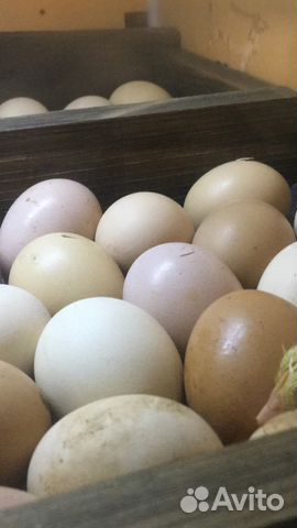 Яйцо для инкубации купить на Зозу.ру - фотография № 8