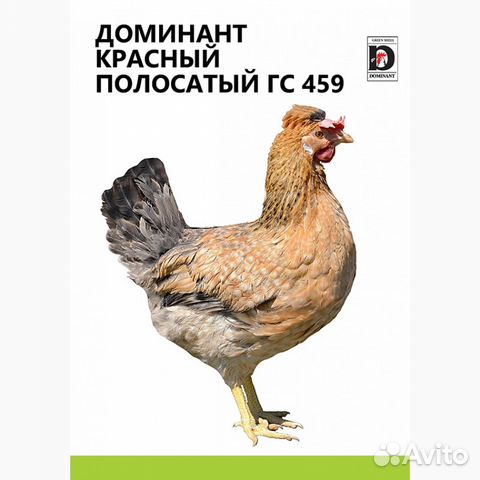 Цыплята инкубационное яйцо купить на Зозу.ру - фотография № 6