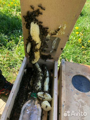 Пчелы пчелопакеты купить на Зозу.ру - фотография № 5