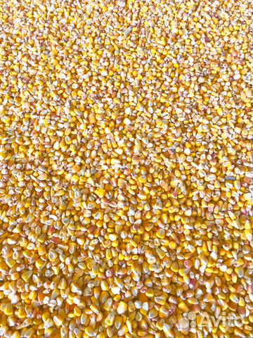 Кукуруза 5000 тонн купить на Зозу.ру - фотография № 2