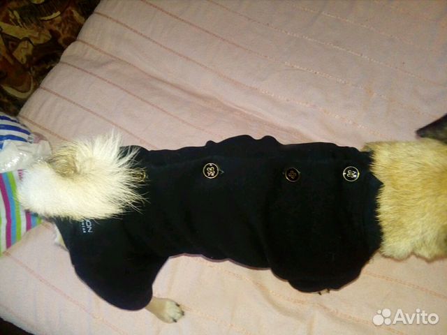 Одежда на домашних животных купить на Зозу.ру - фотография № 2