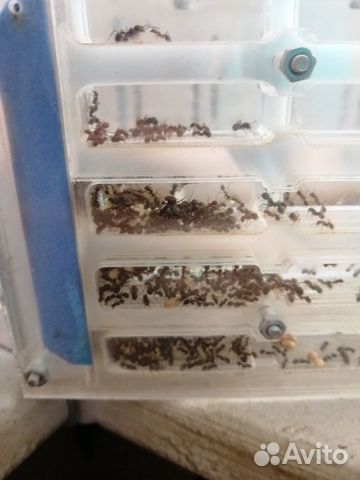 Муравьиная ферма (Формикарий) с муравьями 200+ купить на Зозу.ру - фотография № 1