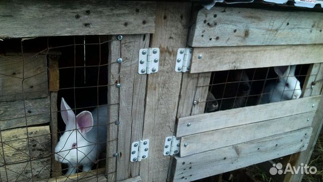 Продам семейство ккроликов