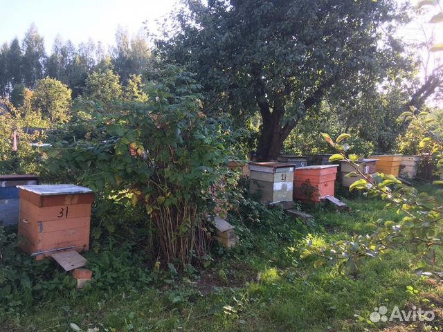 Домики с пчёлами купить на Зозу.ру - фотография № 5