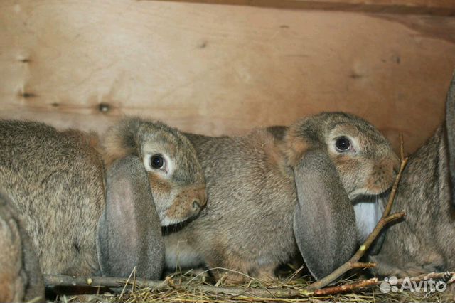 Кролики разных пород купить на Зозу.ру - фотография № 5