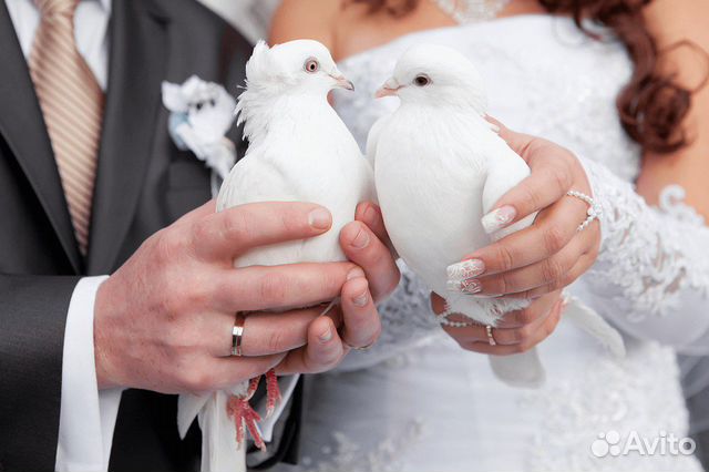 Голуби на свадебные торжества купить на Зозу.ру - фотография № 2