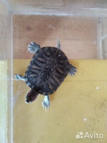 Черепахи водяные купить на Зозу.ру - фотография № 5