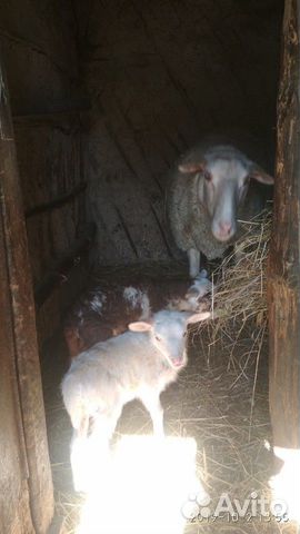 Ягнята, овцы купить на Зозу.ру - фотография № 2