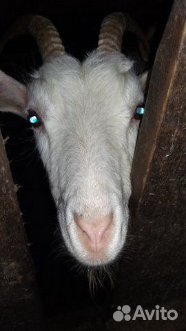 Продам коз и козликов купить на Зозу.ру - фотография № 7