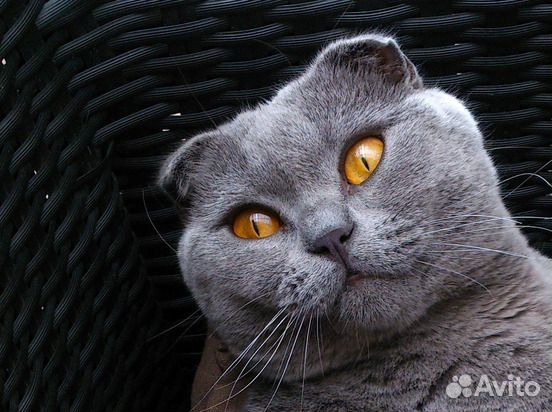 Кот на вязку купить на Зозу.ру - фотография № 1