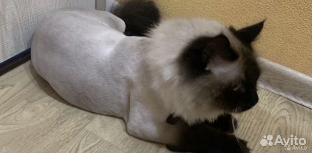 Стрижка собак и кошек