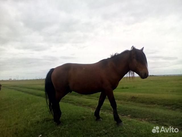 Конь якутской породы возраст 5,5 года купить на Зозу.ру - фотография № 1