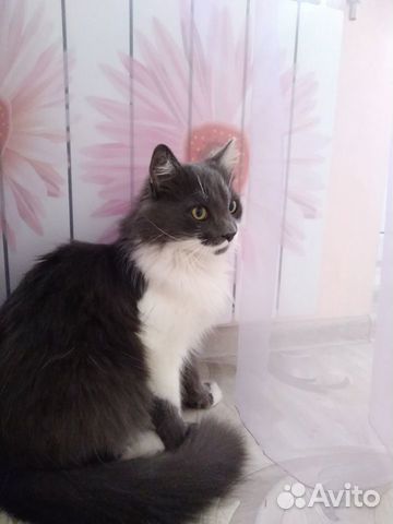 Кот сибирской породы купить на Зозу.ру - фотография № 6