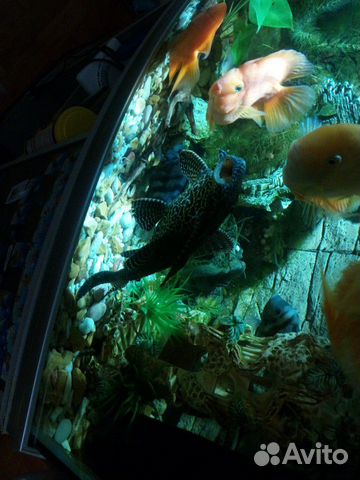 Крупные рыбки, аквариумы купить на Зозу.ру - фотография № 1