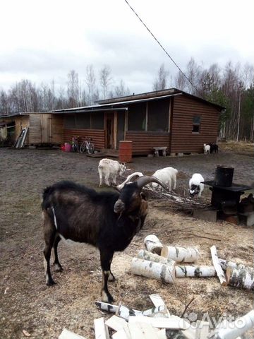 Альпийский козел продается купить на Зозу.ру - фотография № 1