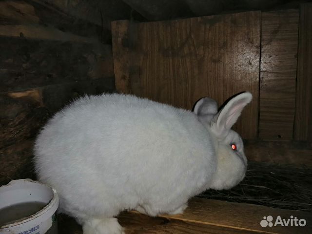 Калифорнийские и нзб кролики купить на Зозу.ру - фотография № 3