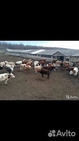 Бычки мясной,телки молочной породы купить на Зозу.ру - фотография № 2