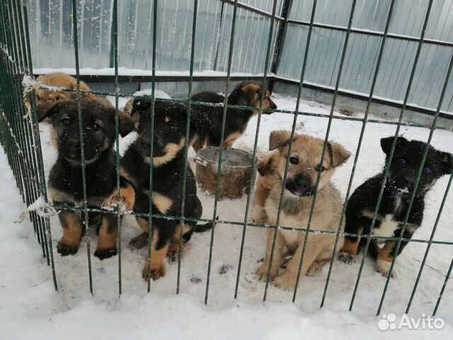 Квадрисол Для Собак Цена Купить В Екатеринбурге