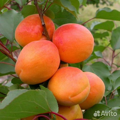 Питомник С реализует абрикос Сардоникс 2х-летка