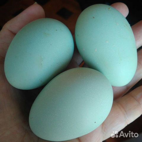 Инкубационное яйцо породных кур купить на Зозу.ру - фотография № 4