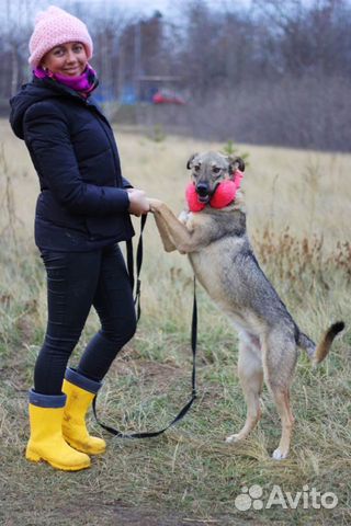 Радостный пёс Смайлик в дар купить на Зозу.ру - фотография № 5