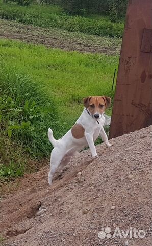 Собака Джек Рассел Терьер вязка