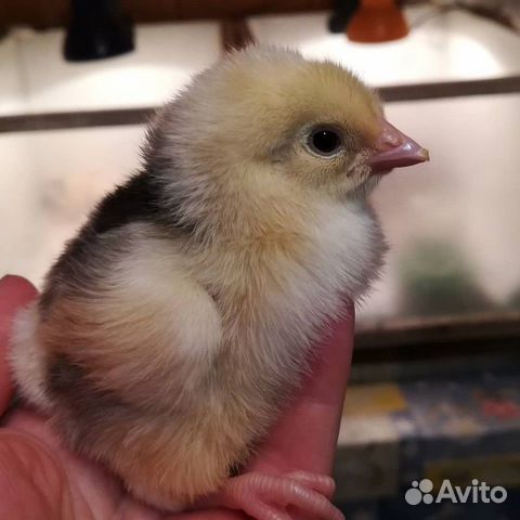 Инкубационное яйцо кур, цыплята купить на Зозу.ру - фотография № 4