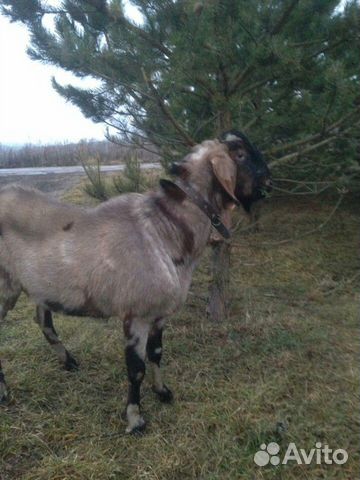 Продается нубийский козел или для вязки купить на Зозу.ру - фотография № 4