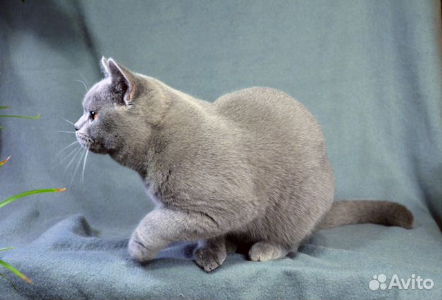 Британский котик, возможно в разведение купить на Зозу.ру - фотография № 5