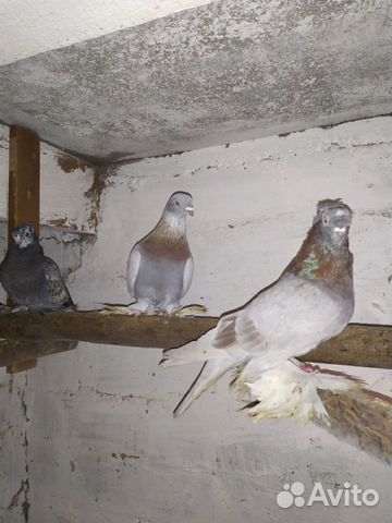 Продам узбекских и бакинских голубей купить на Зозу.ру - фотография № 3